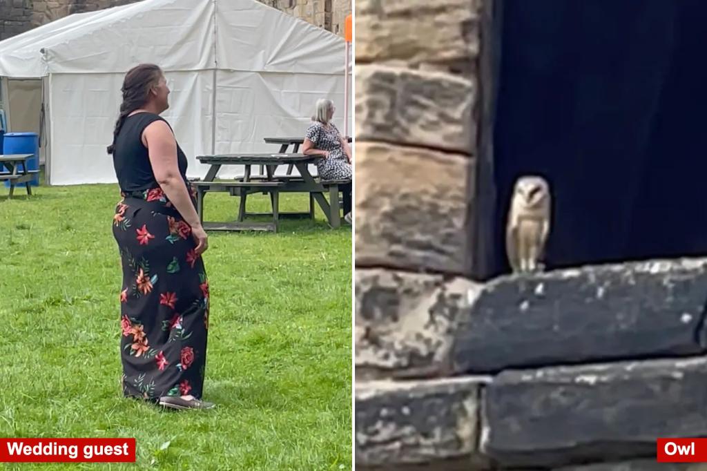 A couple had an owl carry the ring at their wedding - It flew away